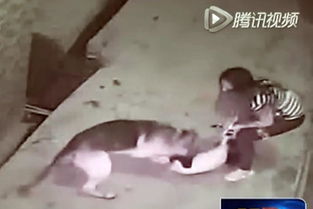 女生遭流浪狗撕咬 校方曾组织扑杀遭学生反对